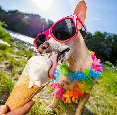 dog eats ice cream